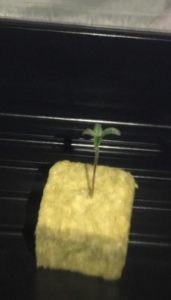 true leaves