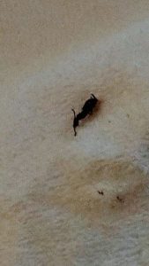 control other bugs