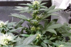 frost developing on the tips