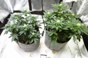 frost developing on the tips