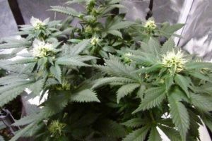 frost developing on the tips