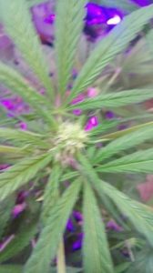 4 weeks