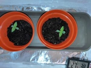 the seedlings