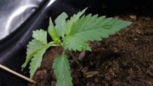 growing well