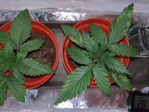 Plant #2