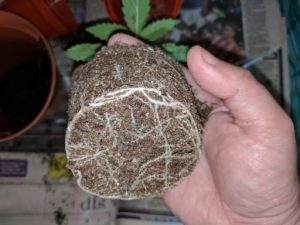 during the repotting