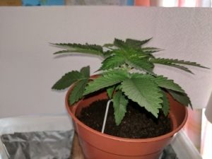 measures 11 inches