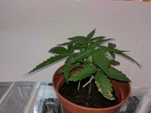 new growth