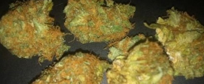 Orange Skunk Strain Review - I Love Growing Marijuana