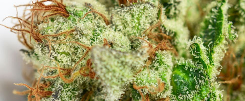 Orange Skunk Strain Review - I Love Growing Marijuana