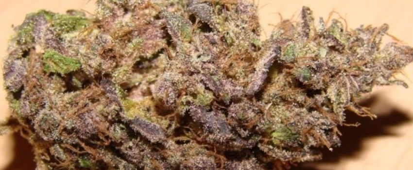 purple swish purple swish