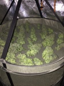 3 ounces dried