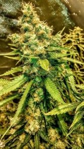 The trichomes