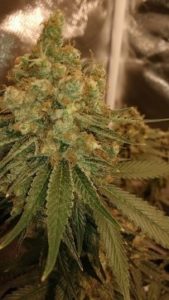 The trichomes