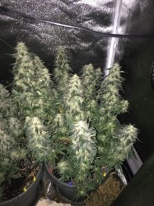 developing buds