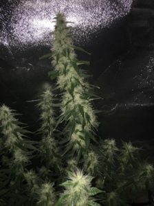 developing buds