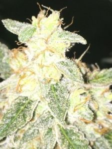 white hairs