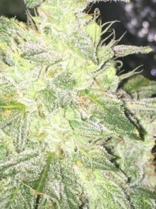white hairs