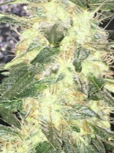 white hairs