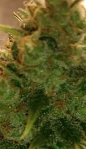 close up shots