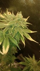 bigger sugar leaves