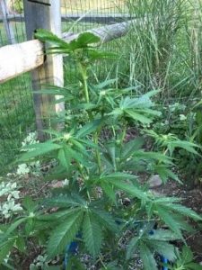 growth pattern