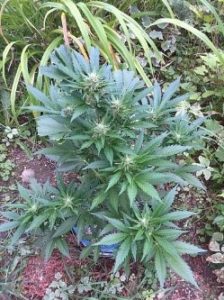 Blueberry