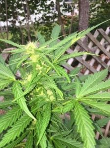the Northern Lights
