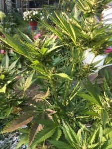 Blueberry autoflower