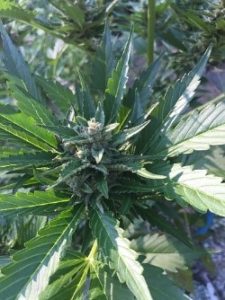 Blueberry autoflower