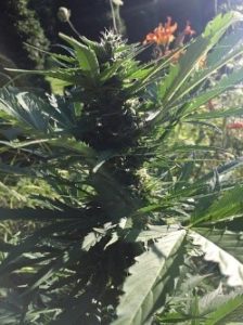 Blueberry autoflower