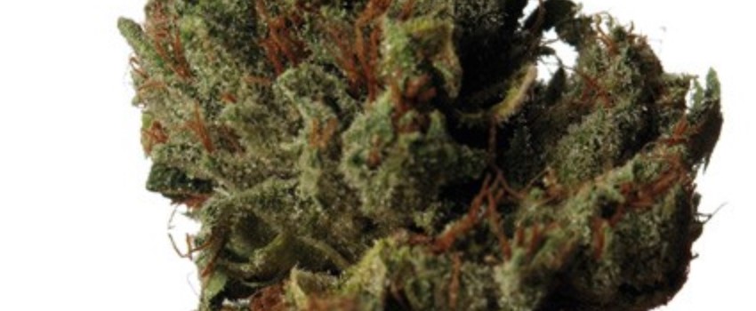 Cold Creek Kush Strain Review - I Love Growing Marijuana