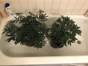 2 sprouted