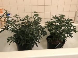 2 sprouted