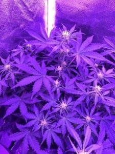 some LST