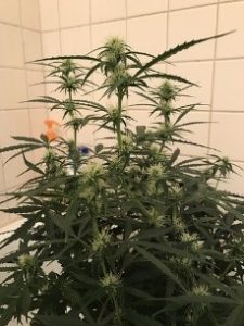 3 weeks now