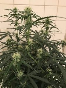 3 weeks now