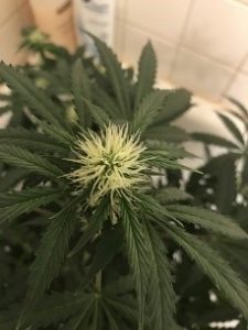 3 weeks now