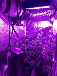 3 weeks now