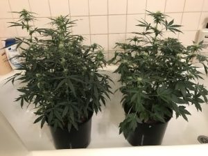3 weeks now
