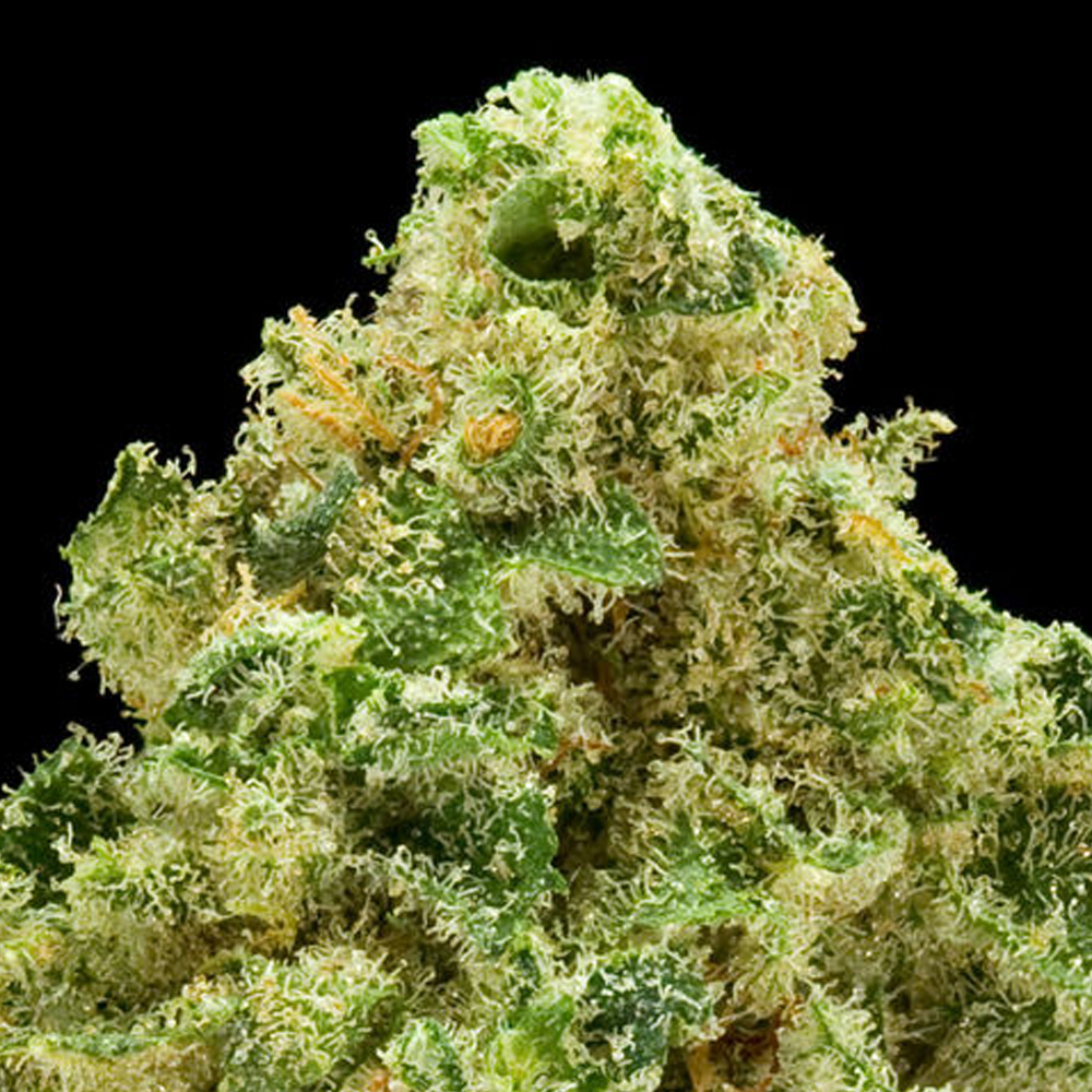 Jah Kush Strain Review I Love Growing Marijuana