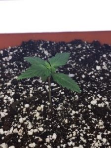 the white bucket