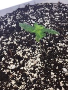 the white bucket