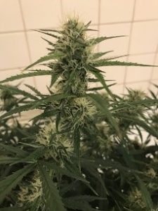 short photo update