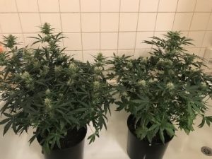 short photo update
