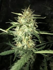 maturing faster