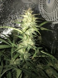 maturing faster