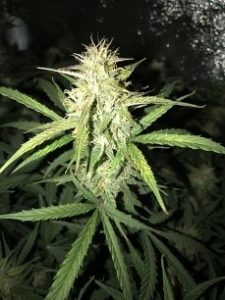 maturing faster