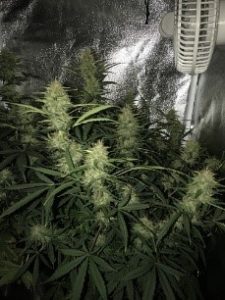 maturing faster