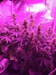 has thicker buds